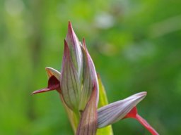 Serapias_parviflora_Minde